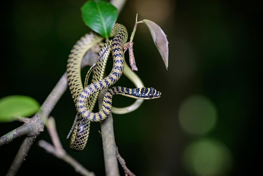  Rắn cườm (Chrysopelea ornata). Kích cỡ: Dài 1,3 mét. Khu vực phân bố: khắp cả nước. Ảnh: Thai National Parks.