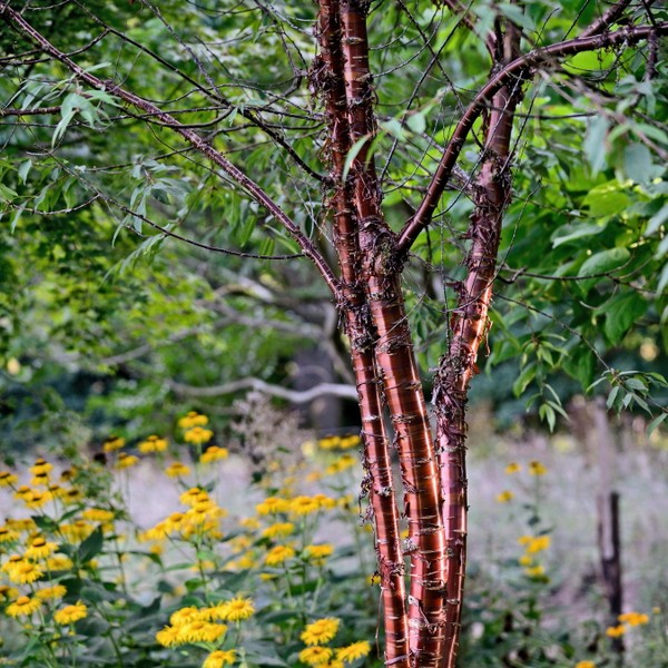 Phân bố ở các vùng núi phía Tây Trung Quốc, chủ yếu là Tây Tạng,  anh đào Tây Tạng (Prunus serrula) là loài cây nổi tiếng nhờ một đặc điểm sinh học thú vị. Ảnh: The Times.