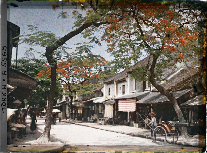  Hoa phượng khoe sắc rực rỡ trên phố Hàng Thiếc, Hà Nội năm 1915. Ảnh: Léon Busy / Collections.albert-kahn.hauts-de-seine.fr.