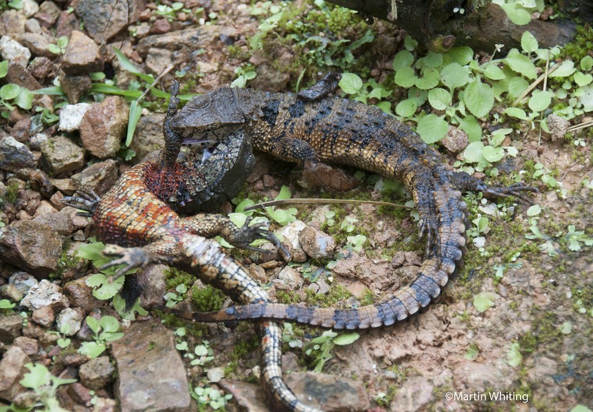 1. Thằn lằn cá sấu (Shinisaurus crocodilurus) dài 40 cm, sinh sống trên dãy núi Yên Tử (tỉnh Quảng Ninh). Loài thằn lằn này có hình thù y hệt cá sấu, thích sống dưới nước dù leo trèo cũng rất giỏi.