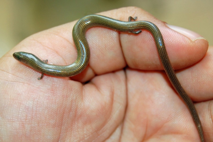 Thuộc họ Thằn lằn bóng (Scincidae), thằn lằn chân ngắn (Lygosoma quadrupes) được coi là một trong những loài thằn lằn kỳ lạ nhất thế giới. Ảnh: W.A. Djatmiko.