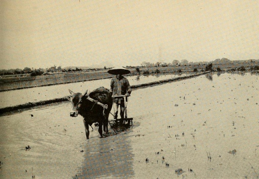 Người nông dân cày ruộng bằng bò ở Thanh Hóa đầu thế kỷ 20. Ảnh: The People of French Indochina.