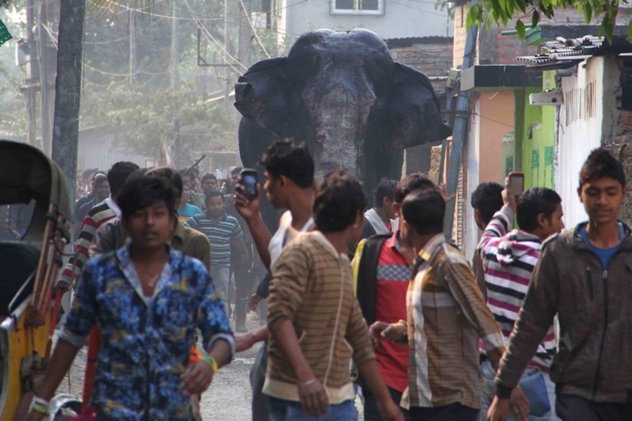 Một chú voi rừng náo loạn thị trấn Siliguri ở Tây Bengal, Ấn Độ, vào ngày 10/2, từ rừng Baikunthapur băng qua một con sông nhỏ vào thị trấn.