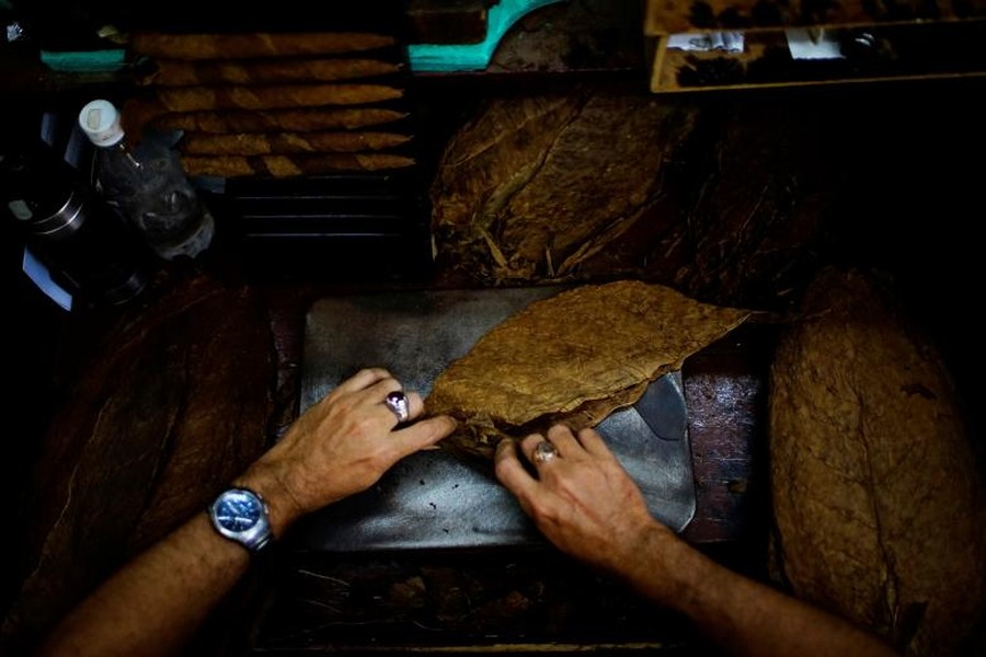 Công nhân cuộn điếu  xì gà Cuba tại nhà máy thuốc lá Corona ở La Habana. Ảnh Reuters