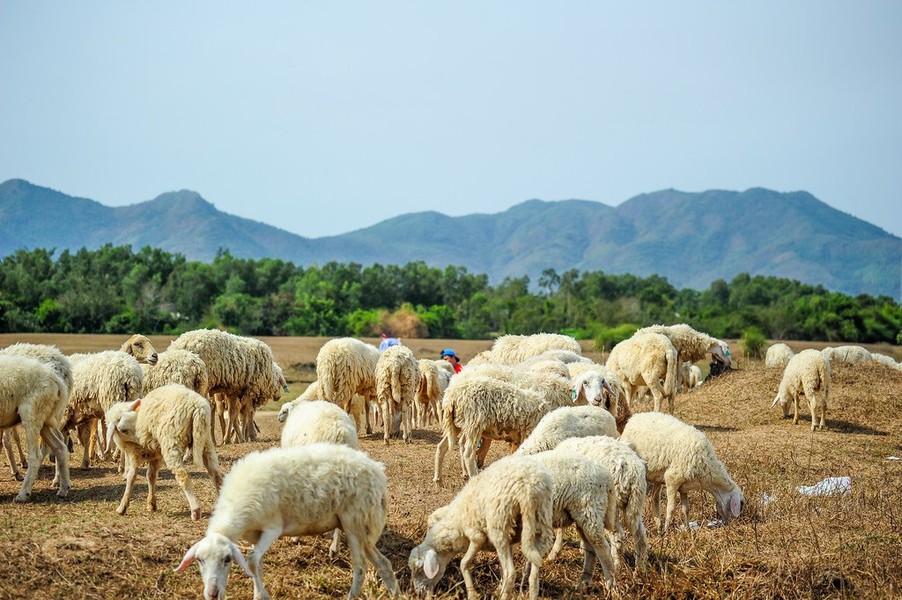 Thời gian qua,  cánh đồng cừu tại Ninh Thuận được rất nhiều bạn trẻ lựa chọn làm địa điểm check-in. Mới đây, các bạn trẻ Sài thành có thêm một sự lựa chọn khác nếu muốn chụp ảnh với cánh đồng cừu. Ảnh: Phuong Ng.