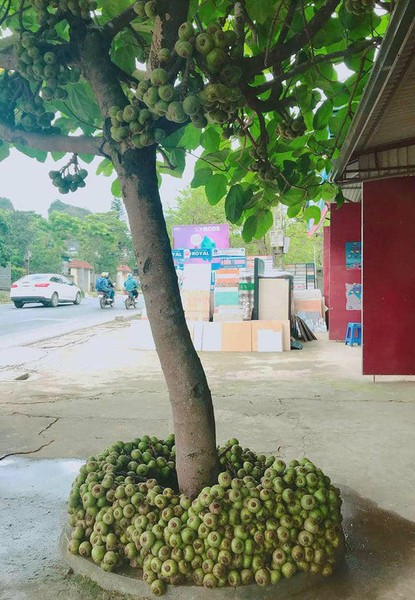 Những cây trái có hình dáng khác thường tiếp tục “khuynh đảo” cõi mạng những ngày này. Nối tiếp series hiện đang là một loại “cây thần” đang được dân mạng share rần rần, còn bị đồn là nhiều quả tới nỗi “cả xóm ăn cũng không hết”.