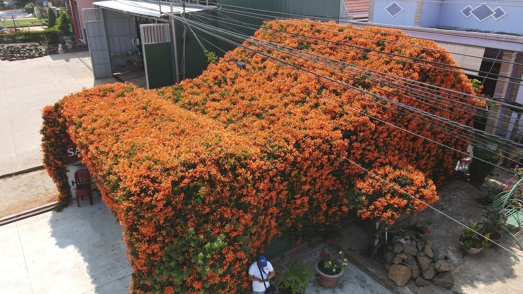 Nhiều người yêu hoa thích chọn trồng hoa chùm ớt vì màu sắc tươi tắn. Có thể làm hàng rào hay phủ trên mái nhà, vòm cổng như căn nhà dưới đây đều rất đẹp mắt.