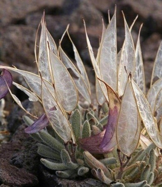 Theo tìm hiểu,  loài thực vật kỳ lạ này vô cùng hiếm thấy, có tên khoa học là Anelsonia eurycarpa, một chi thực vật có hoa trong họ Cải.