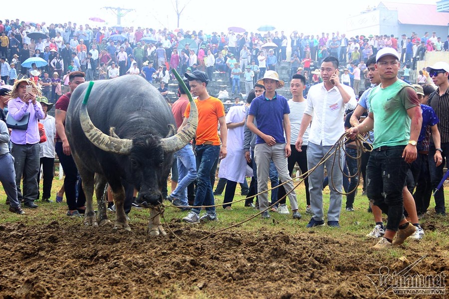 Vòng chung kết lễ hội chọi trâu xã Hải Lựu (huyện Sông Lô, Vĩnh Phúc) đã kết thúc lúc 13 giờ trưa qua. Hai “ông cầu” góp mặt ở trận đấu chung kết là số 28 (chủ trâu: ông Nguyễn Văn Hải ở thôn Đồng Chăm) và số 03 (chủ trâu: ông Đông Vũ Đình Mẫn ở thôn Đoàn Kết) được đem vào phòng kín chích điện, mổ thịt để bán. Hàng trăm người dân đã có mặt ở chợ chờ mua thịt trâu chọi đoạt giải, đặc biệt là trâu giành giải nhất. Ông trâu số 03 thắng trận chung kết được nhiều người dân chú ý.