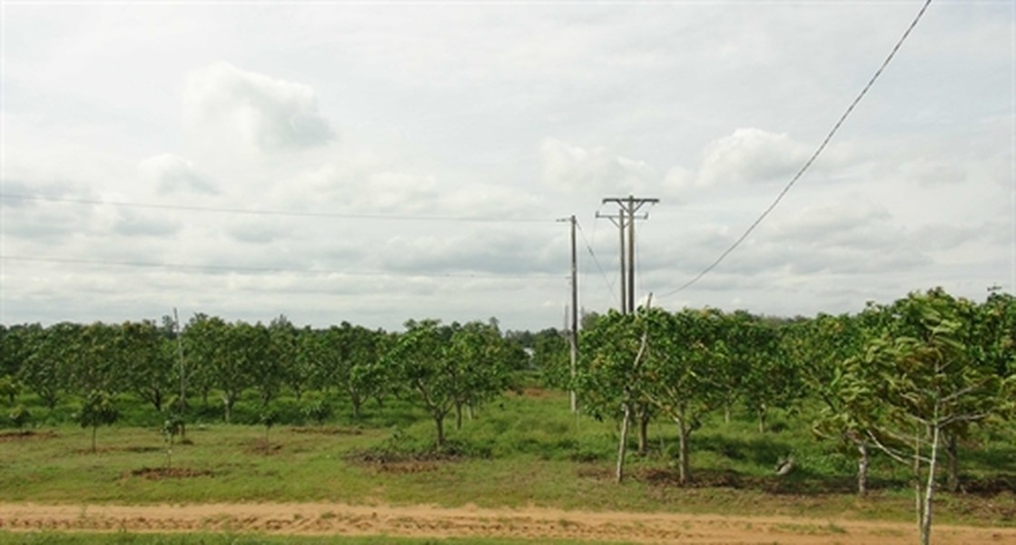 Cách đây 2 năm, sản phẩm xoài cát ở trang trại Long Sơn (huyện Cầu Ngang, tỉnh Trà Vinh) đã được chứng nhận đạt tiêu chuẩn Global GAP. Ảnh: TTXVN.