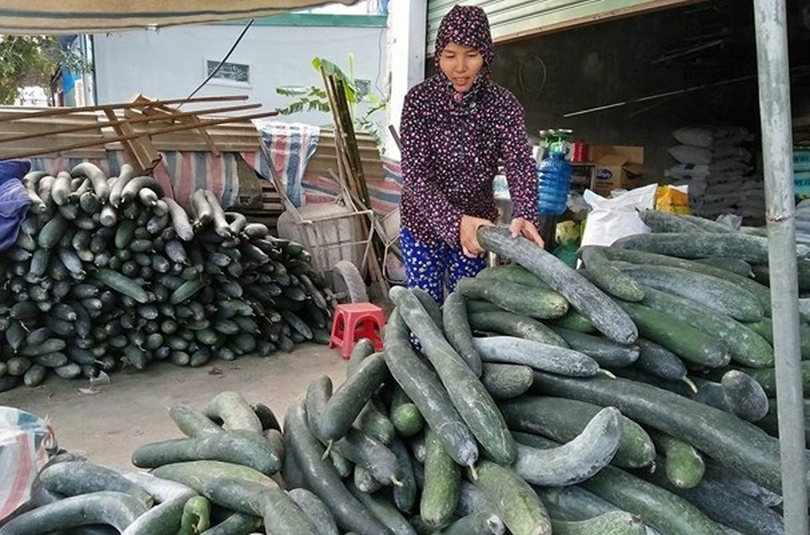 Mùa thu hoạch bí xanh năm nay, người dân xã Thanh Lĩnh, huyện Thanh Chương (Nghệ An) kém vui vì rơi vào cảnh rớt giá, không người mua. Ảnh: Baonghean.