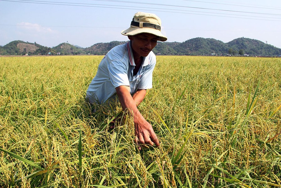  Nếp Quýt - một loại lúa nếp từ phía Bắc đã về với người dân An Nhơn (huyện Đạ Tẻh, Lâm Đồng) khoảng 3 thập kỷ nay. Ảnh: Baolamdong.