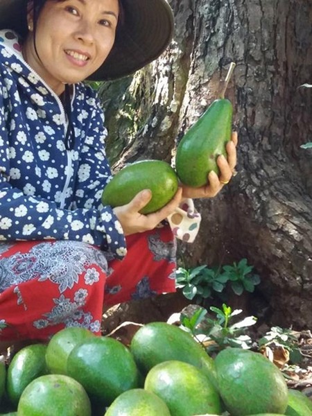 Nhờ việc cho quả đúng vào dịp Tết nguyên đán,  cây bơ đã mang về nguồn thu hàng trăm triệu đồng cho gia đình ông Nguyễn Ngọc Đức (thôn 7, xã Ea Tiêu, huyện Cư Cuin, Đắk Lắk). Ảnh: Phapluat TPHCM.