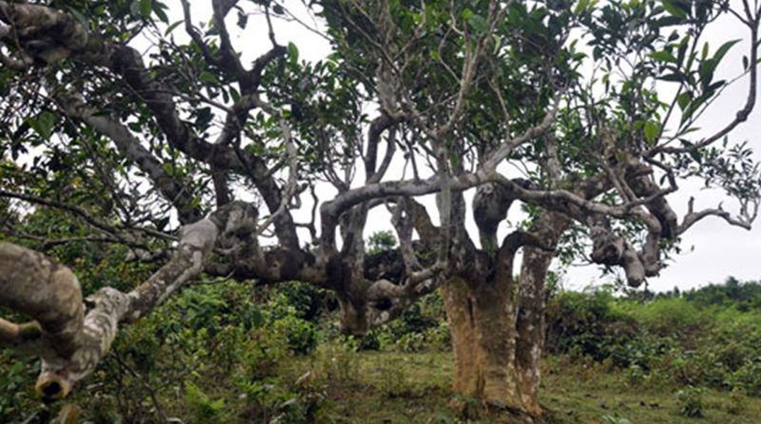 Quần thể  cây chè shan tuyết Suối Giàng (thuộc huyện Văn Chấn, tỉnh Yên Bái) có tuổi đời từ 100 đến 300 năm. Những cây chè cổ thụ này được các nhà khoa học xác định đây là thủy tổ của cây chè trên thế giới. Ảnh: Diadiemdulich.