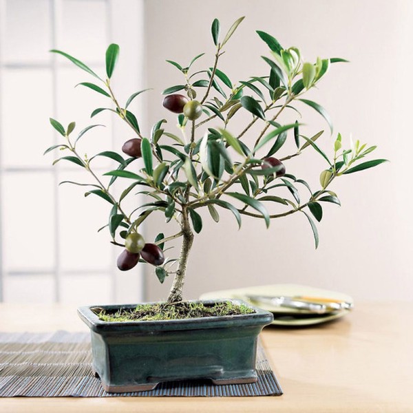 Ô liu (phiên âm từ tiếng Pháp olive; danh pháp khoa học Olea europaea) là một loại cây nhỏ thuộc họ ô liu (Oleaceae). Ảnh: kenhphunu.com.