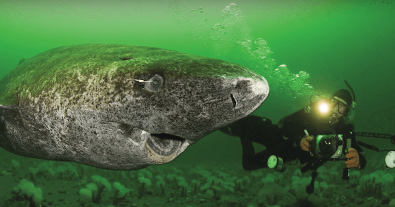 "Dung nhan" cá mập "thành tinh", 512 tuổi, sống lâu nhất thế giới