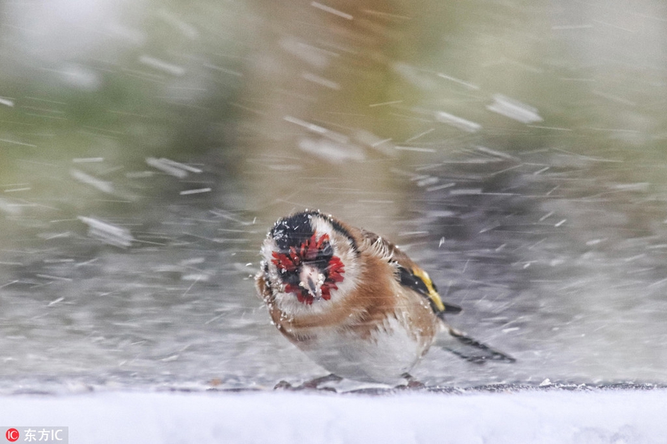 Chim nhỏ nghị lực gồng mình chống bão tuyết