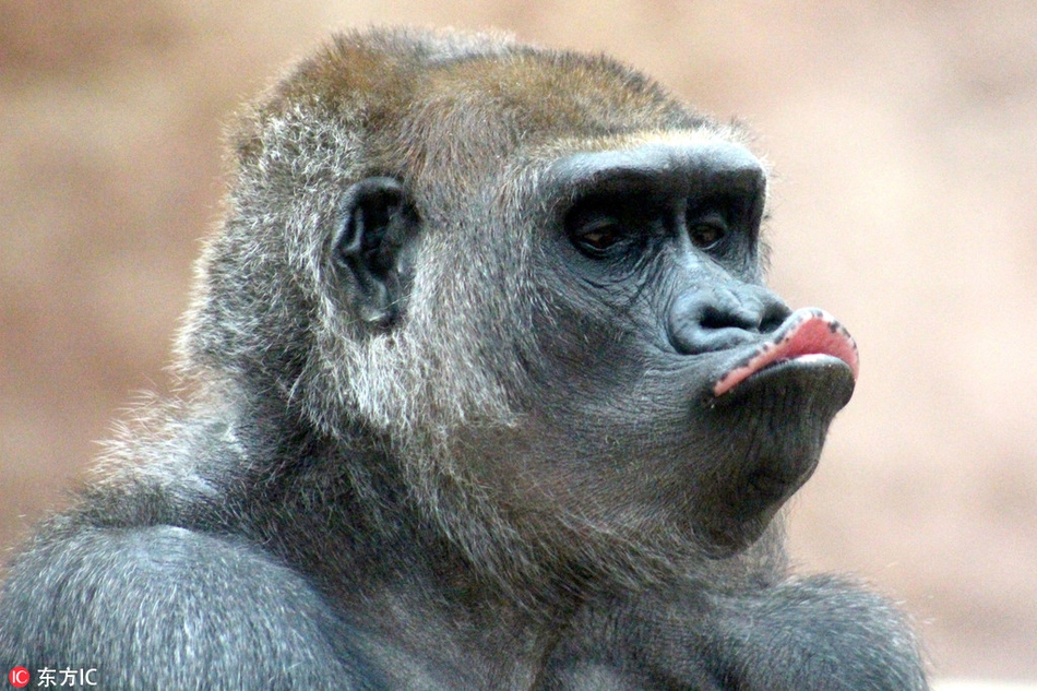 Khỉ đột nổi tiếng bĩu môi chu mỏ lộ bí kíp thành sao