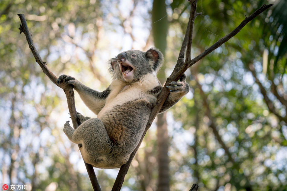 Gau Koala duc goi cam, khoe dang khong kem sieu mau-Hinh-2