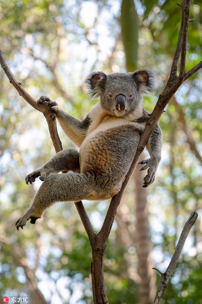 Gau Koala duc goi cam, khoe dang khong kem sieu mau-Hinh-3