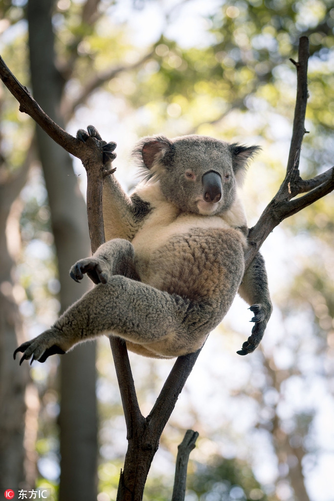 Gau Koala duc goi cam, khoe dang khong kem sieu mau