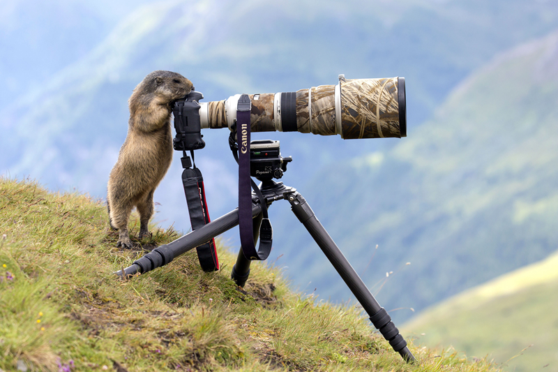 Soc Marmota hao huc hoc mot nghe cua nhiep anh gia-Hinh-2