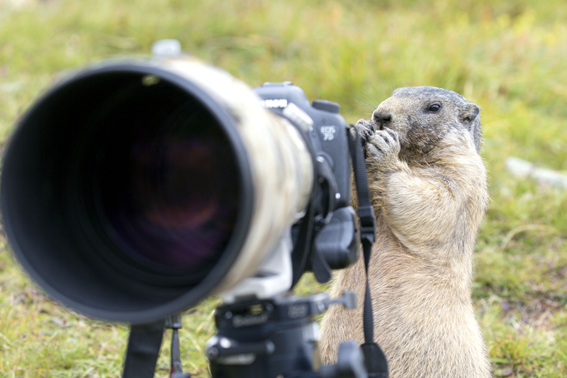 Soc Marmota hao huc hoc mot nghe cua nhiep anh gia-Hinh-3