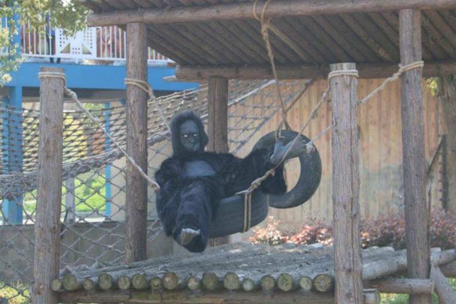 Cho con đi sở thú, cha mẹ hết hồn với khỉ đột "dị"