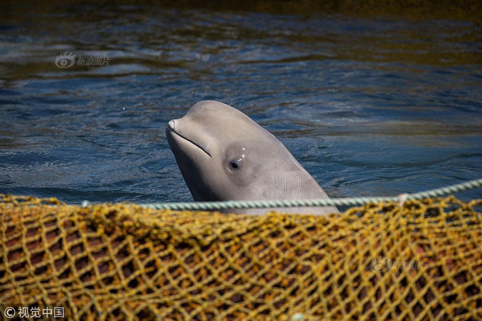 Ron nguoi canh tuong nha tu ca voi beluga-Hinh-2