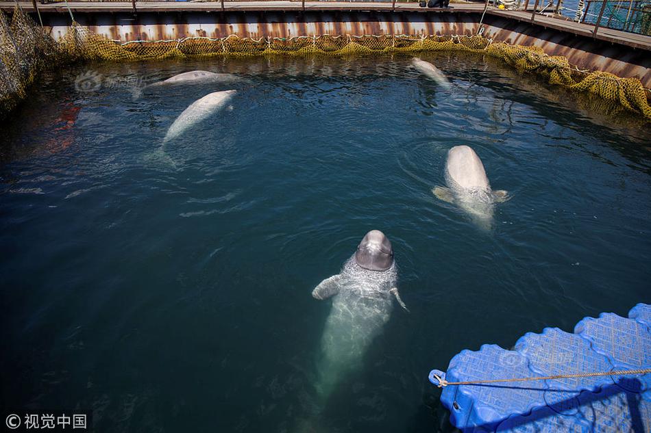 Ron nguoi canh tuong nha tu ca voi beluga-Hinh-3