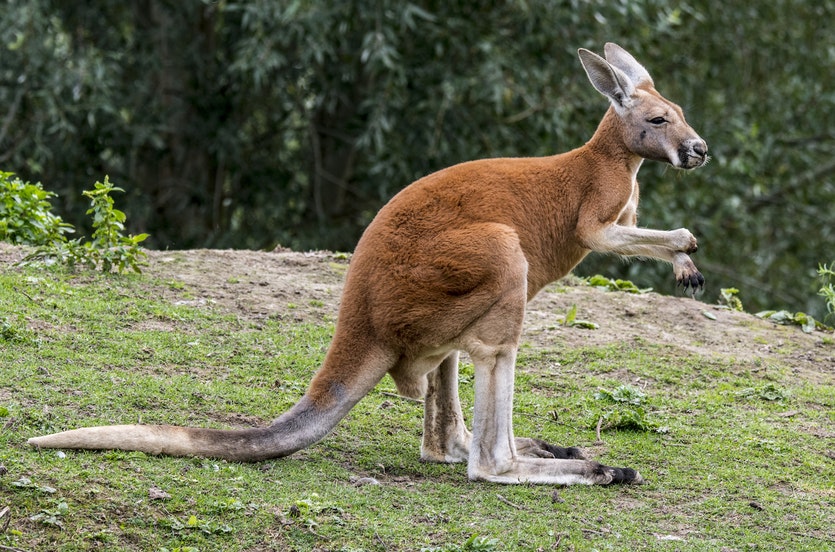 Gái xinh bấn loạn vì kangaroo đại náo tiệc bikini