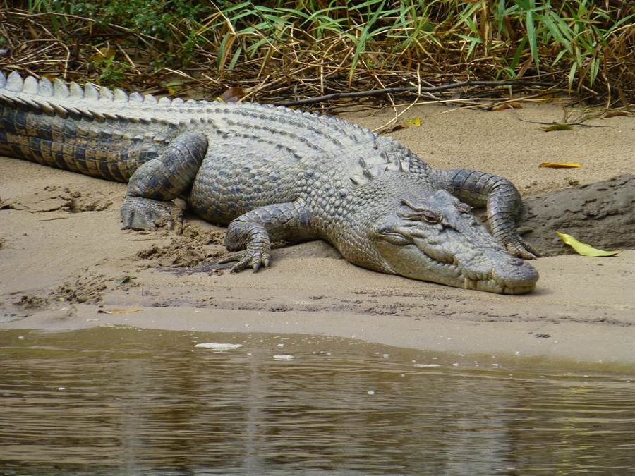 Mắc kẹt trong đầm lầy toàn cá sấu, cặp đôi thoát chết chỉ nhờ...