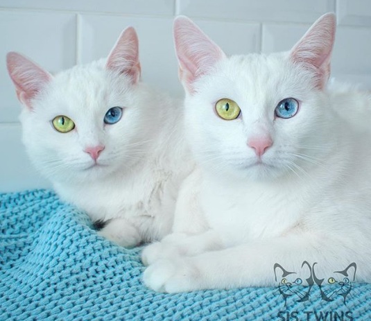 Cặp mèo “đẹp nhất thế giới” gây mê hoặc với mắt tạp sắc Cap-meo-dep-nhat-the-gioi-gay-me-hoac-voi-mat-tap-sac-hinh-2