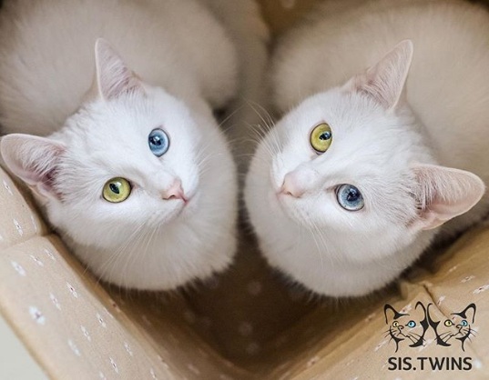 Cặp mèo “đẹp nhất thế giới” gây mê hoặc với mắt tạp sắc Cap-meo-dep-nhat-the-gioi-gay-me-hoac-voi-mat-tap-sac-hinh-3