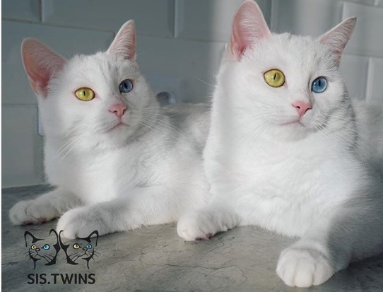 Cặp mèo “đẹp nhất thế giới” gây mê hoặc với mắt tạp sắc Cap-meo-dep-nhat-the-gioi-gay-me-hoac-voi-mat-tap-sac