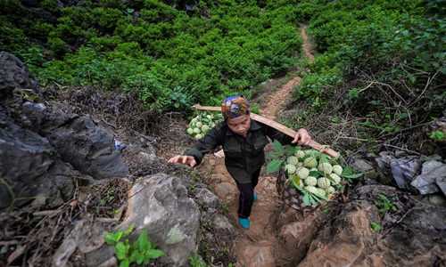 Gian nan nghề trồng na trên núi đá