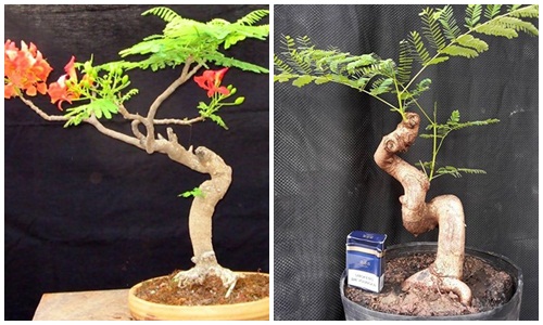 Mê tít những chậu bonsai hoa phượng đỏ