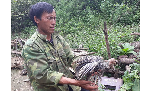 Ngắm đàn gà lai đẹp như công của gã nông dân chân đất