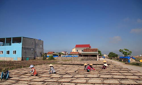 Cận cảnh công đoạn sơ chế đặc sản biển Quỳnh để đưa đi... xuất ngoại