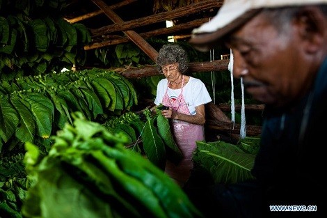 Công nhân đang phơi khô thuốc lá được thu hoạch tại một trang trại ở miền tây Pinar del Rio- Cuba.