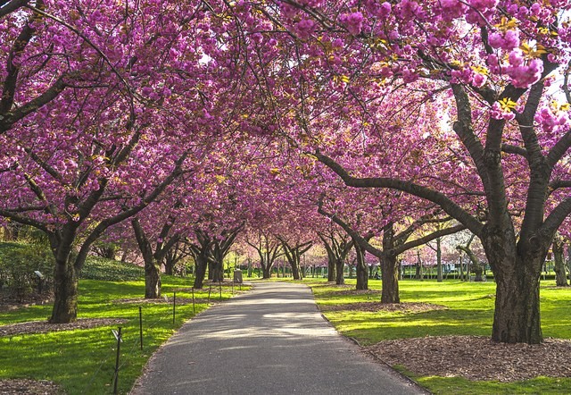 Khu vườn thực vật Brooklyn được mệnh danh là khu  vườn thiên đường ngay trong lòng Thành phố New York với thảm thực vật cực phong phú từ khắp nơi trên thế giới quy tụ tại đây.