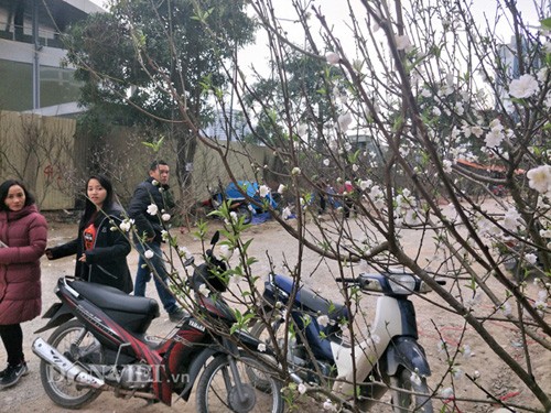 Hoa đào trắng hay còn gọi là bạch đào,  đào tuyết... mang đặc điểm hình dáng giống hệt hoa đào bích Nhật Tân, chỉ khác về màu sắc.