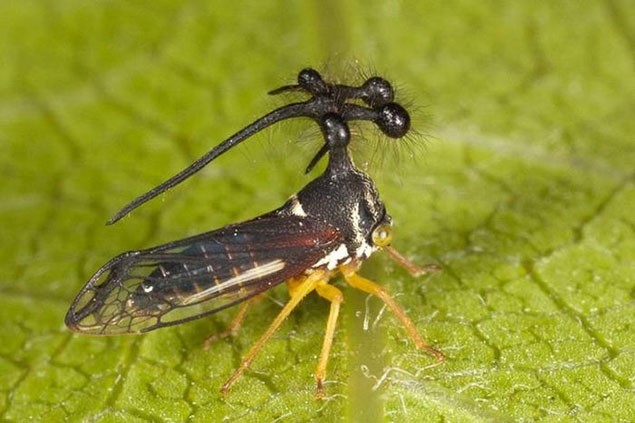 Chẳng hiểu vì sao loại bọ Treehopper này có thể sinh ra và tồn tại được trên mảnh đất Brazil. Nhìn vào hình ảnh này khiến người ta có cảm giác ớn lạnh bởi cách "trang trí" kỳ quái không đụng hàng trên bộ ngực và sừng của loại  côn trùng kỳ quái này. Ảnh: Thethaovanhoa.