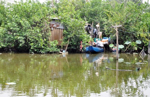 Giữa một khu vực đầm lầy với um tùm cây cối ở phường Bình Trị Đông, quận Bình Tân, TP.HCM là cây chòi tạm bợ của ông Đào Văn Phương (64 tuổi, quê Cà Mau). Nơi này cũng là nơi ăn uống, ngủ nghỉ, sinh hoạt của người đàn ông quê Cà Mau. 