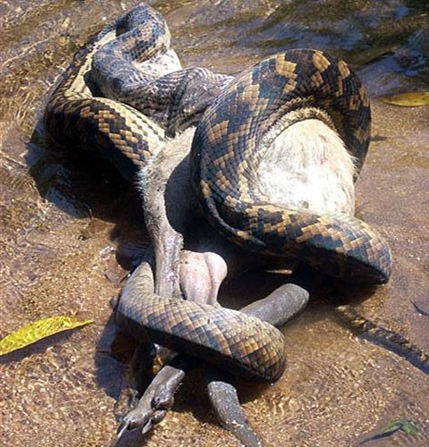 Một con trăn 5 m đang nuốt trọn một con thú có túi nhỏ tại Queensland, Australia.