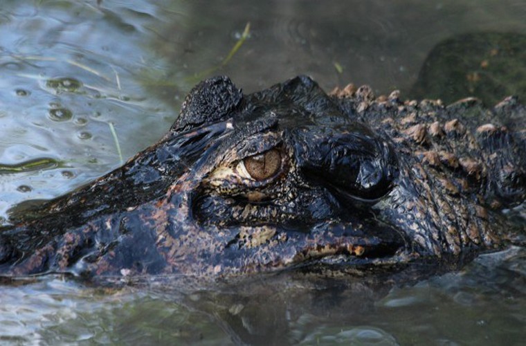 Cá sấu đen caiman. Loài cá sấu này có thể dài tới 6m, với hộp sọ lớn hơn cả cá sấu sông Nile. Loài này có thể ăn bất cứ thứ gì ở gần nó, kể cả loài cá ăn thịt piranha, khỉ, hươu và cả con người. Nhà sinh học Deise Nishimura đã bị mất một chân khi chiến đấu với một con cá sấu đen loại này. Nó đã “ẩn dật” dưới nhà thuyền của bà 8 tháng, trước khi tấn công được bà.