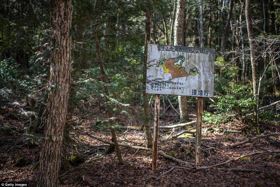 Tọa lạc dưới chân núi Phú Sĩ, rừng Aokigahara rộng 35 km2. Khu rừng quanh năm lá phủ rậm rạp nên người ta còn gọi nơi này là "biển cây". Trong rừng, rất nhiều hang động là điểm đến thú vị cho du khách như động Băng và động Gió. Tuy nhiên, mọi người thường gọi Aokigahara bằng một tên khác,  khu rừng tự sát.