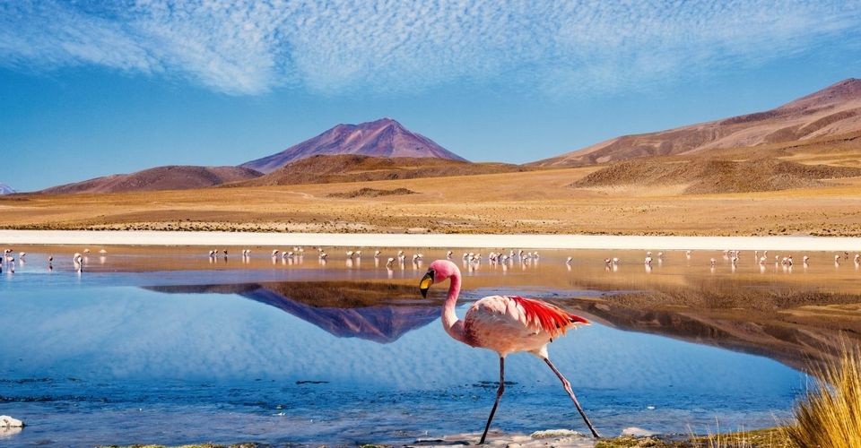 Trải dài hơn 965 km ở miền Bắc Chile,  sa mạc Atacama sở hữu cảnh quan tuyệt đẹp, thu hút nhiều du khách khắp thế giới ghé thăm. Vùng đất này khác biệt với những nơi khác bởi kiểu thời tiết, địa hình độc đáo. Một số khu vực của sa mạc nhận được nhiều mưa, tạo nên hệ sinh thái đa dạng.