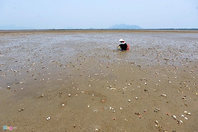 Những hộ nuôi ngao thôn Bắc Hà (xã Kỳ Hà, Kỳ Anh, Hà Tĩnh) cho biết, sau khi xuất hiện sự cố cá chết hàng loạt, những con ngao nằm sát biển cũng dần bắt đầu chết trắng đầm.