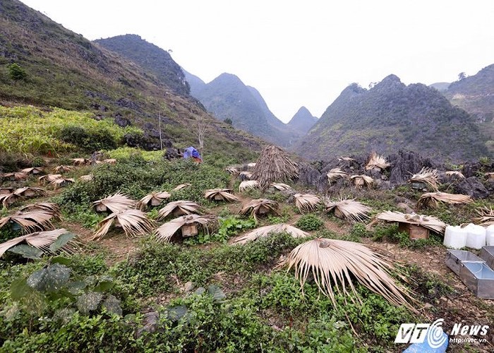 Trên đường từ thành phố Hà Giang tới huyện Đồng Văn, có rất nhiều nhà nuôi ong, những tổ ong nằm xen kẽ trên các sườn núi đá.